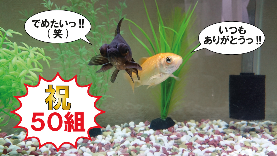 中洲、バー、Bar、Giraffe、金魚