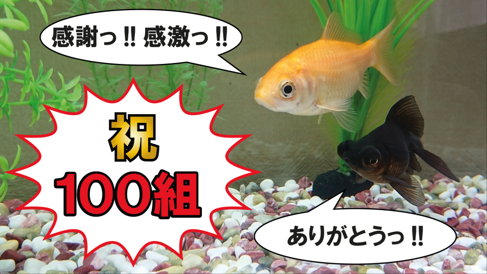 中洲、バー、Bar、Giraffe、金魚